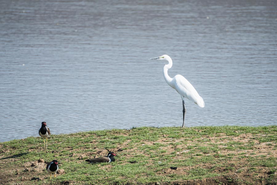 Большая белая цапля (Ardea alba). Сариска Тайгер Резорт, Раджастан Большая белая цапля (Ardea alba). Сариска Тайгер Резорт, Раджастан
