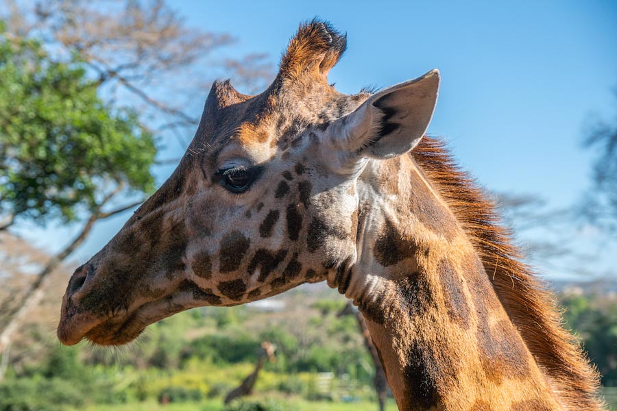 Усадьба жирафов — Giraffe Centre в Найроби, Кения