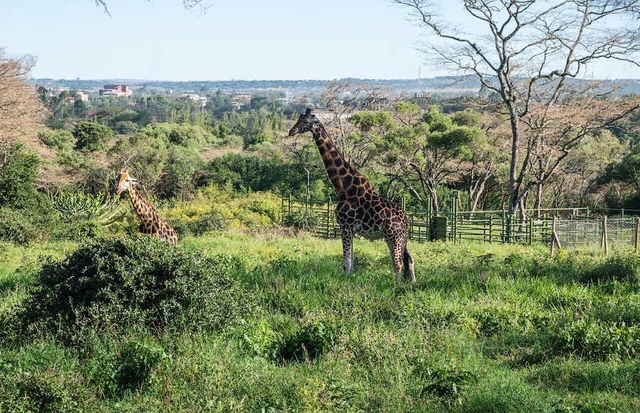 Усадьба жирафов — Giraffe Centre в Найроби, Кения