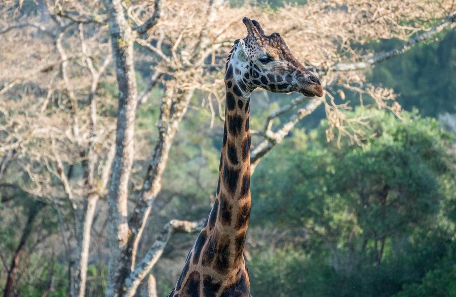 Усадьба жирафов — Giraffe Centre в Найроби, Кения