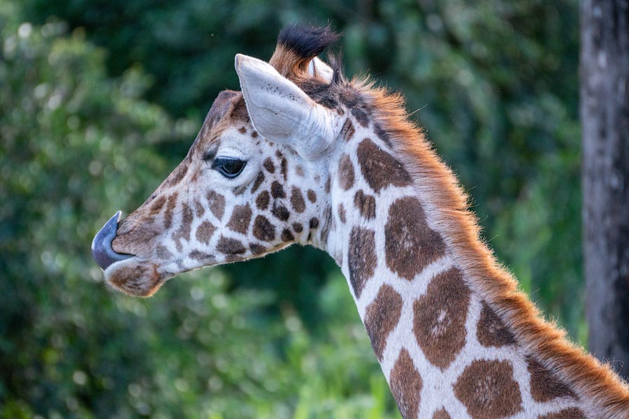 Усадьба жирафов — Giraffe Centre в Найроби, Кения