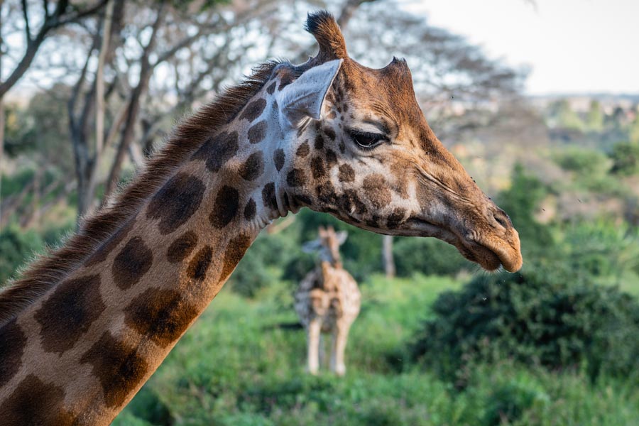 Усадьба жирафов — Giraffe Centre в Найроби, Кения