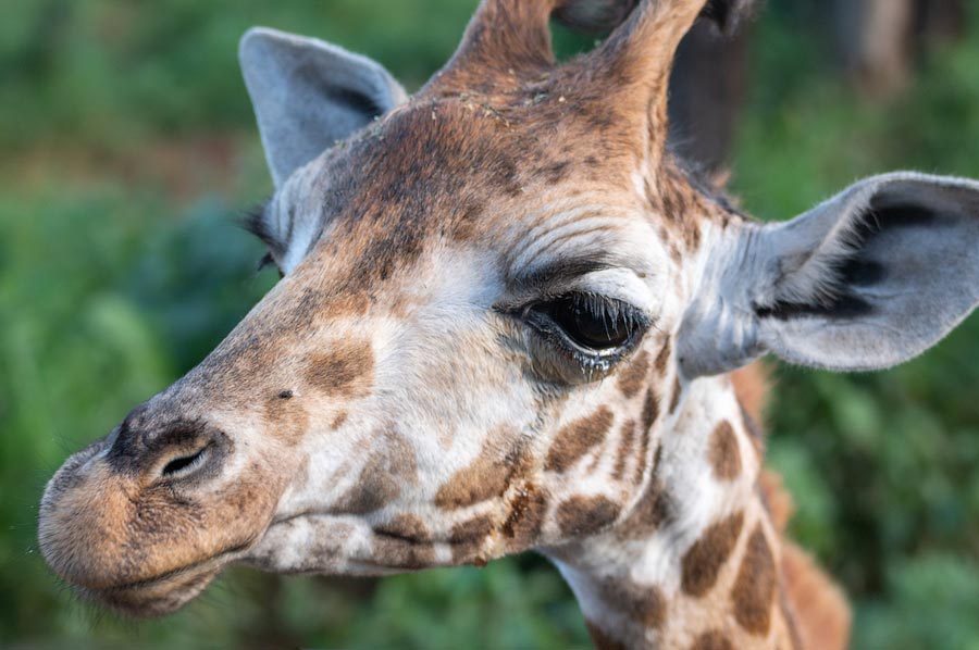 Усадьба жирафов — Giraffe Centre в Найроби, Кения