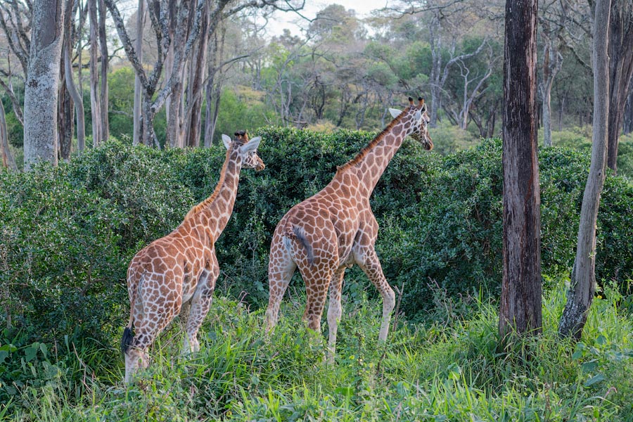 Усадьба жирафов — Giraffe Centre в Найроби, Кения