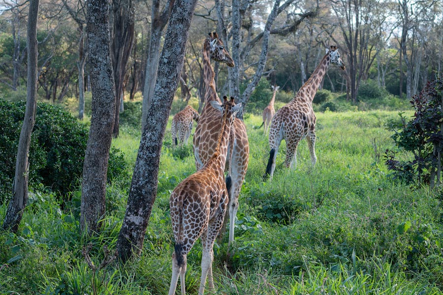 Усадьба жирафов — Giraffe Centre в Найроби, Кения