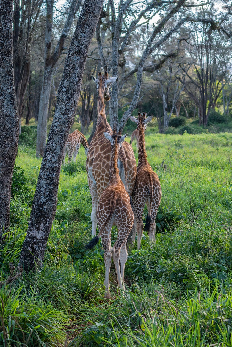 Усадьба жирафов — Giraffe Centre в Найроби, Кения