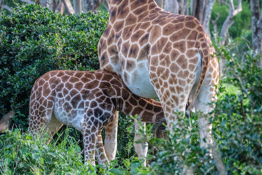 Усадьба жирафов — Giraffe Centre в Найроби, Кения