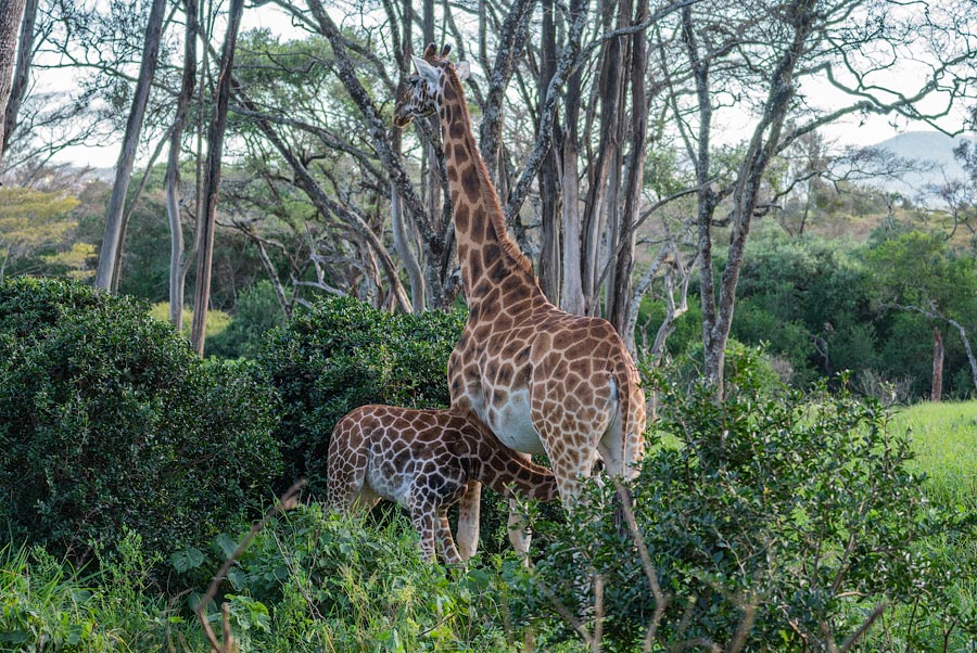 Усадьба жирафов — Giraffe Centre в Найроби, Кения