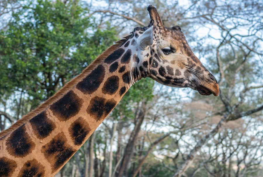 Усадьба жирафов — Giraffe Centre в Найроби, Кения