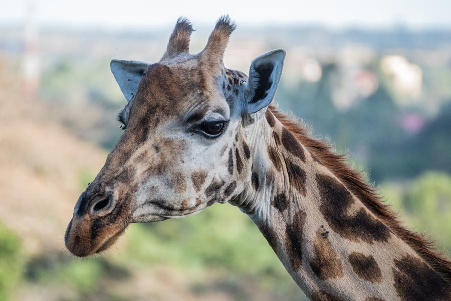 Усадьба жирафов — Giraffe Centre в Найроби, Кения
