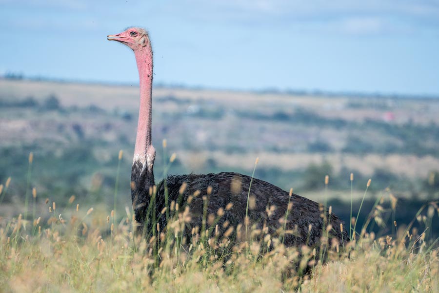 Масайский страус (Struthio camelus massaicus)