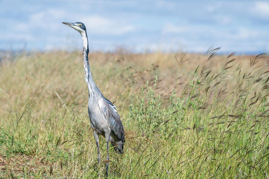 Черношейная цапля (Ardea melanocephala)