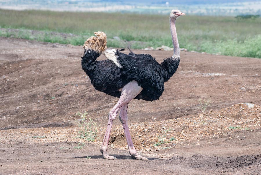 Масайский страус (Struthio camelus massaicus)