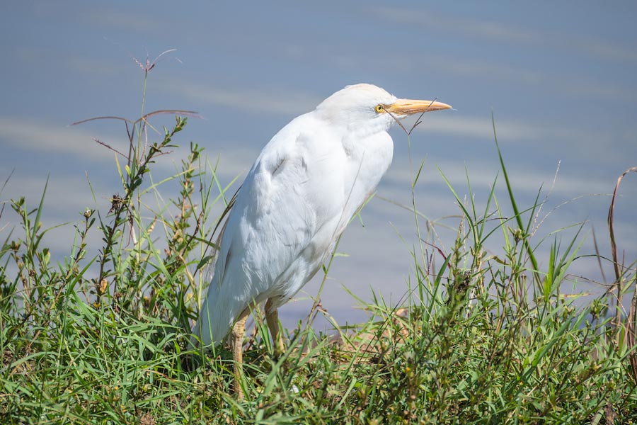Египетская цапля (Bubulcus ibis)