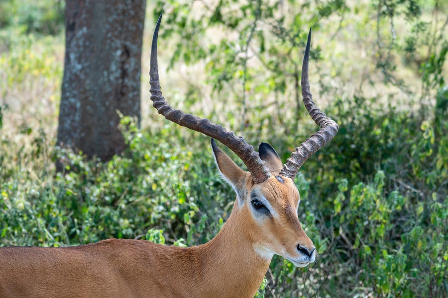 Импала (Aepyceros melampus), африканская антилопа Импала (Aepyceros melampus), африканская антилопа